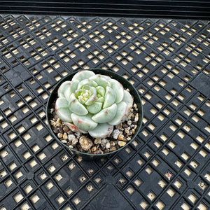 Sedeveria ‘Pudgy’ Variegated