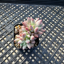 Load image into Gallery viewer, Crested Pachyphytum ‘Red Dragonfly’ aka Red Angel Fingers