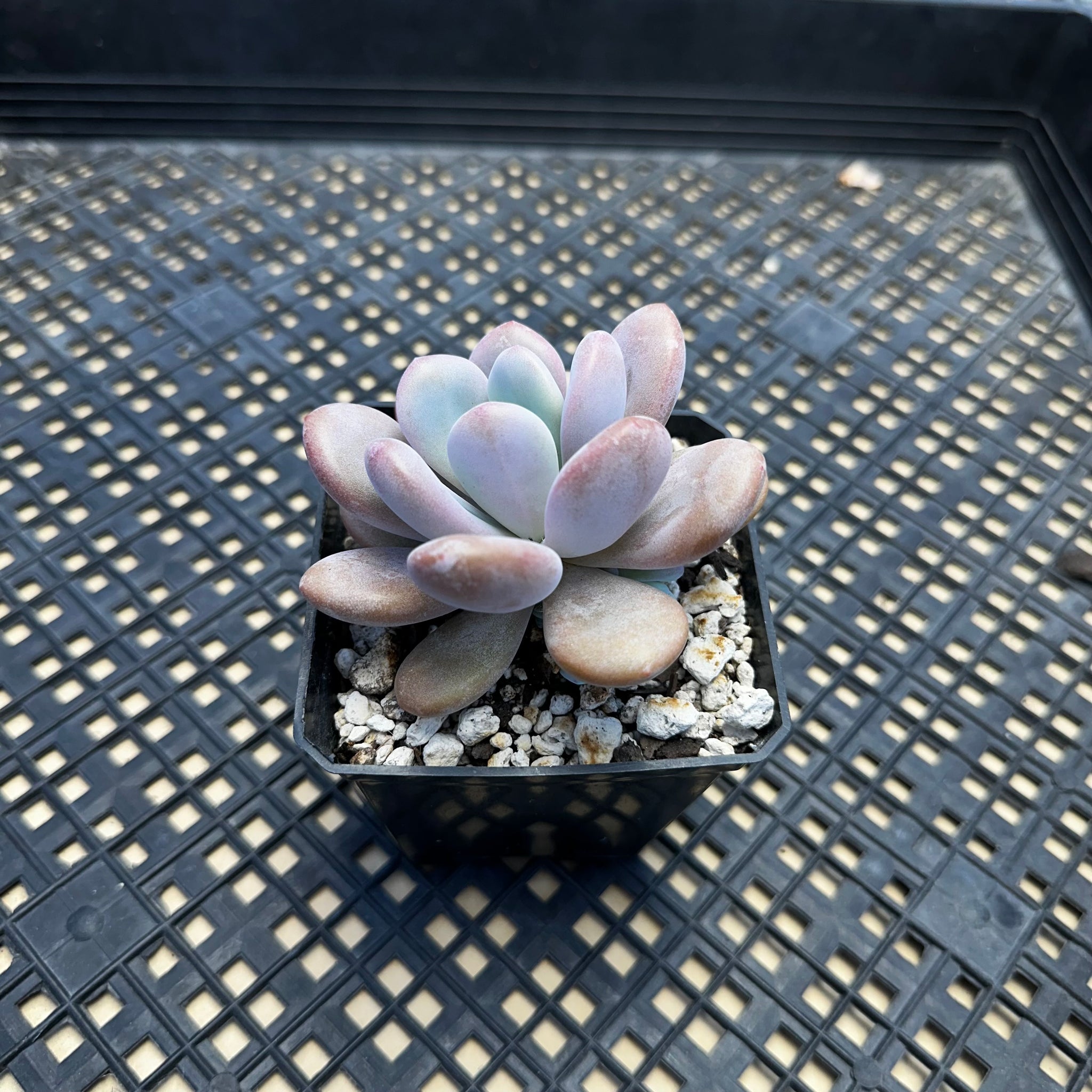 echeveria air plant Graptoveria 'Laon' Air Magic hybrid (Echeveria Laui x Graptopetalum am – Chubby Leaf Succulents
