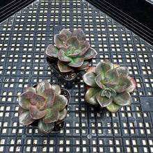 Load image into Gallery viewer, Echeveria ‘Chroma’