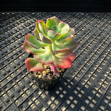 Load image into Gallery viewer, Echeveria 'Bicolor'