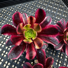 Load image into Gallery viewer, Aeonium ‘Wheels of Captivation’