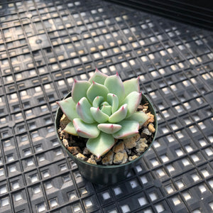 Echeveria ‘Larega’