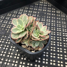Load image into Gallery viewer, Echeveria ‘Suyon’ variegated