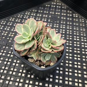 Echeveria ‘Suyon’ variegated