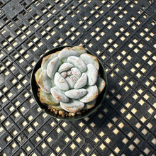 Load image into Gallery viewer, Echeveria ‘Orange Monroe’