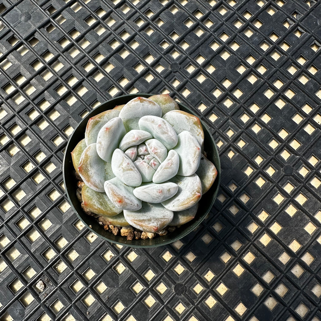 Echeveria ‘Orange Monroe’