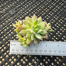 Load image into Gallery viewer, Sedeveria ‘Markus’ Variegated