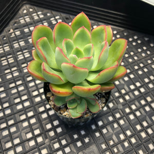 Graptoveria ‘Worthy One’