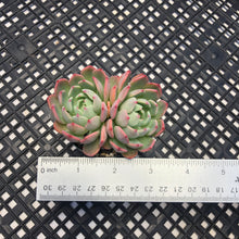Load image into Gallery viewer, Echeveria Nanahukumini