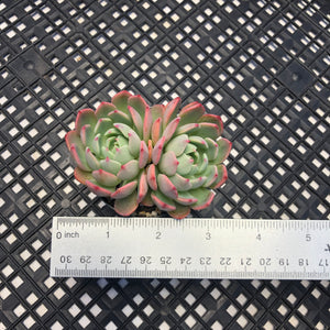 Echeveria Nanahukumini