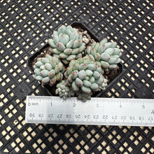 Load image into Gallery viewer, Echeveria ‘Crown Ball’