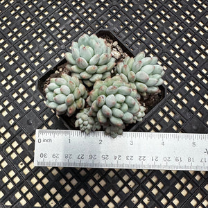 Echeveria ‘Crown Ball’