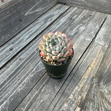 Load image into Gallery viewer, Echeveria ‘Arons’