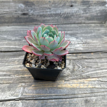 Load image into Gallery viewer, Echeveria ‘Johnny’
