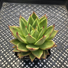 Load image into Gallery viewer, Echeveria agavoides ‘Helios’