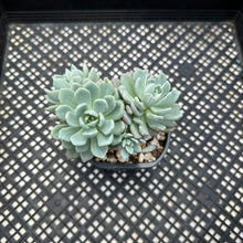 Load image into Gallery viewer, Echeveria ‘Nova’ Variegated