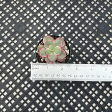 Load image into Gallery viewer, Echeveria ‘Rose Rock’ Variegated