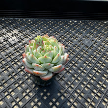 Load image into Gallery viewer, Echeveria ‘Marisa’