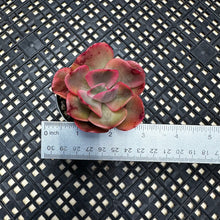 Load image into Gallery viewer, Echeveria ‘Rose Rock’ Variegated