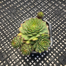 Load image into Gallery viewer, Sempervivum Chick Charms®  Gold Nugget™