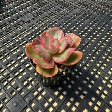 Load image into Gallery viewer, Echeveria ‘Rose Rock’ Variegated