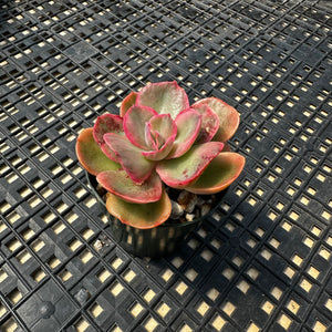 Echeveria ‘Rose Rock’ Variegated