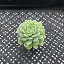 Load image into Gallery viewer, Echeveria ‘Macadamia’