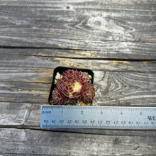 Load image into Gallery viewer, Sempervivum Chick Charms® Lotus Blossom™