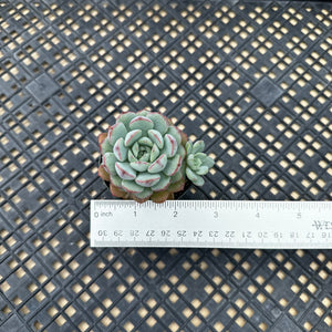 Echeveria ‘Ecolatte’