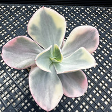 Load image into Gallery viewer, Echeveria ‘Chantilli’ Variegated