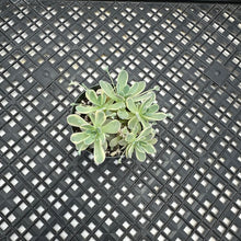 Load image into Gallery viewer, Orostachys iwarenge Variegated ‘Dunce Cap’