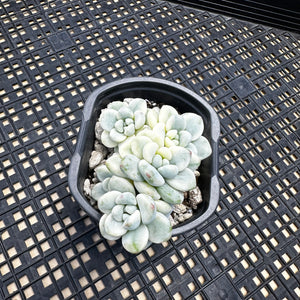 Sedum clavatum variegated