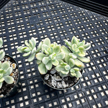Load image into Gallery viewer, Echeveria macdougallii variegated  aka “sedoides“