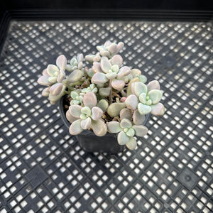 Gratopetalum ‘Ellen’