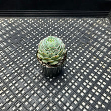 Load image into Gallery viewer, Echeveria derenbergii ‘Captain Hay’