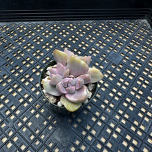 Load image into Gallery viewer, Graptoveria Variegated ‘Mrs Richards’