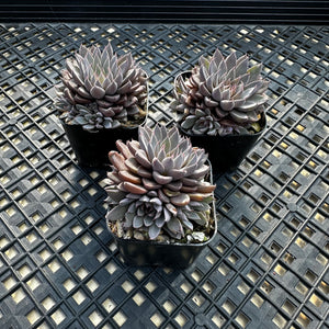 Graptopetalum rusbyi aka (San Francisco River Leather Petal)
