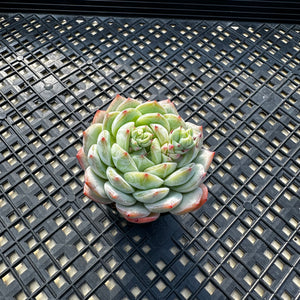 Echeveria ‘Marisa’