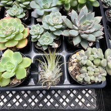 Load image into Gallery viewer, #GMF-91-5  Great selection of Chubby Leafs. Echeveria, Graptopetalum