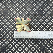 Load image into Gallery viewer, Korean imported Cotyledon orbiculata cv Variegata (long leaf form)