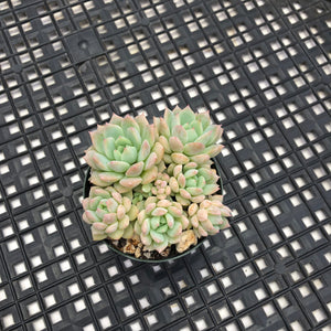 Echeveria ‘Prolifica’