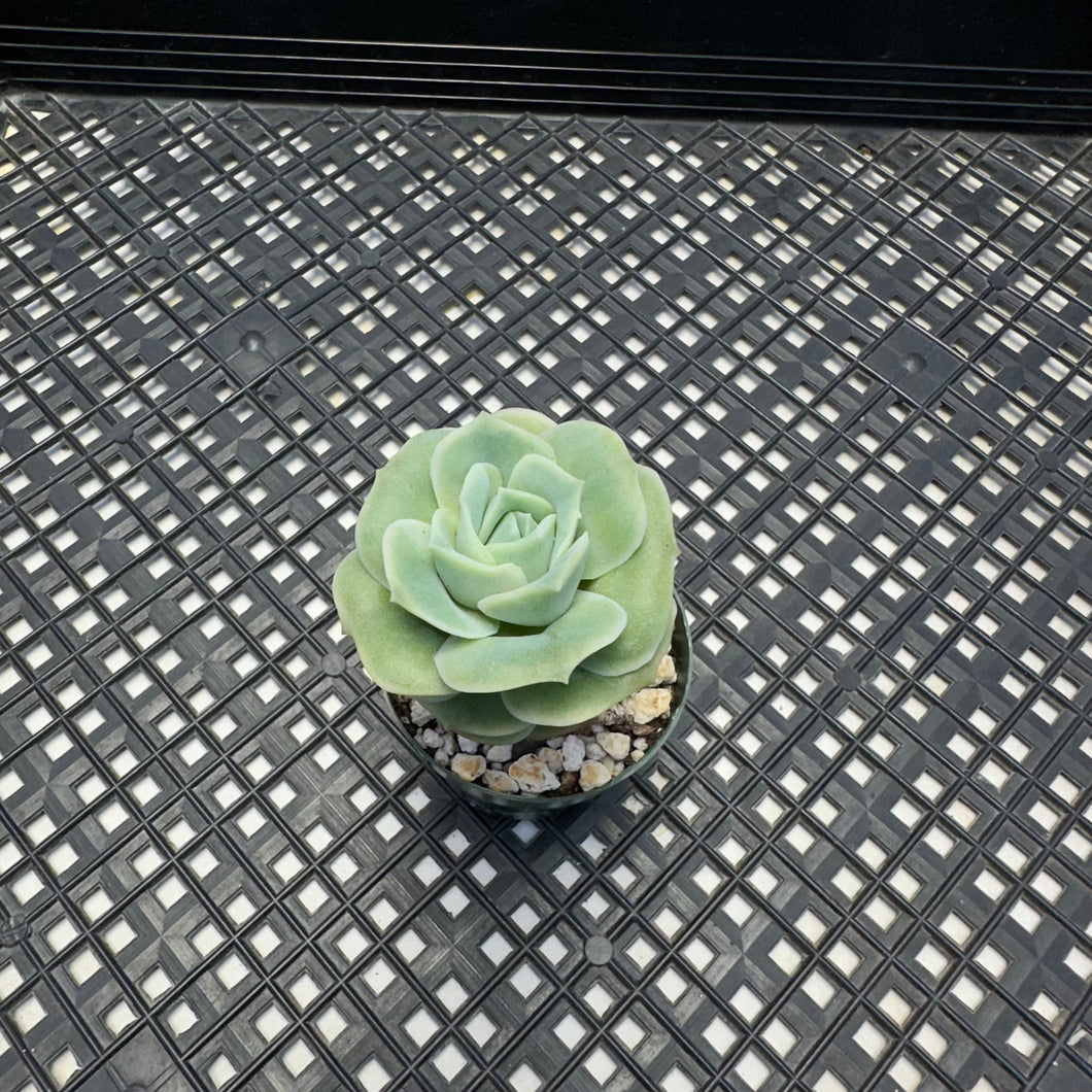 Graptoveria ‘Lovely Rose’
