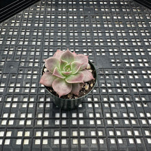 Load image into Gallery viewer, Echeveria ‘Sir Charles’