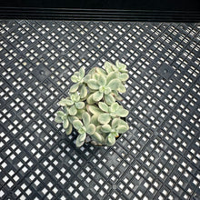 Load image into Gallery viewer, Echeveria macdougallii variegated  aka “sedoides“