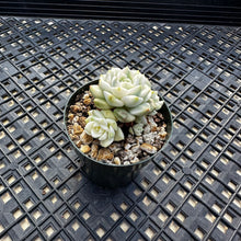 Load image into Gallery viewer, Echeveria Agavoides ‘Tinkerbell’ variegated
