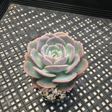 Load image into Gallery viewer, Echeveria cv ‘Camily’