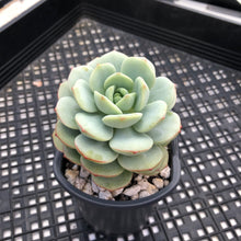 Load image into Gallery viewer, Sedeveria ‘Pudgy’