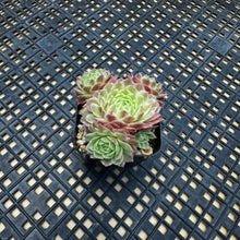 Load image into Gallery viewer, Sempervivum Chick Charms® Lotus Blossom™