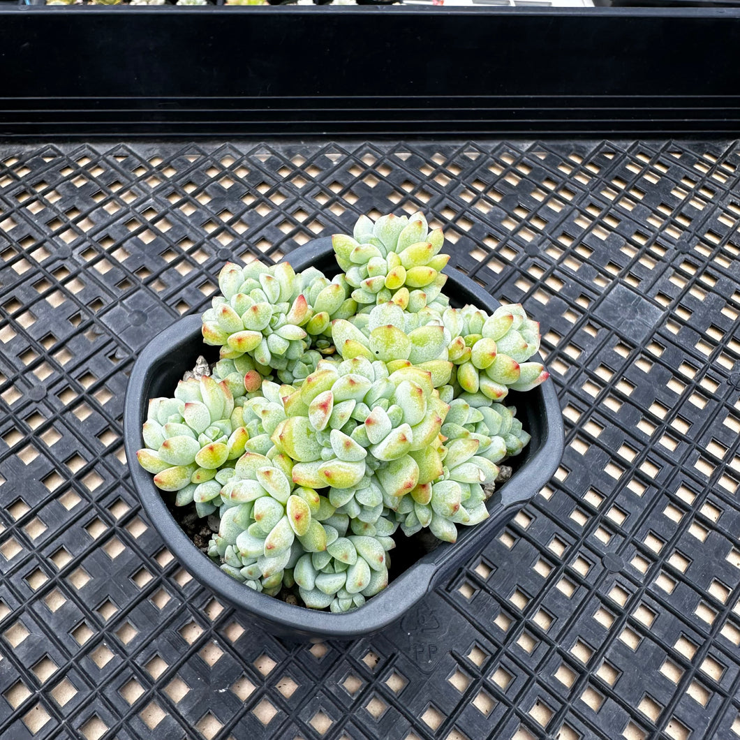 Sedum perezdelarosae